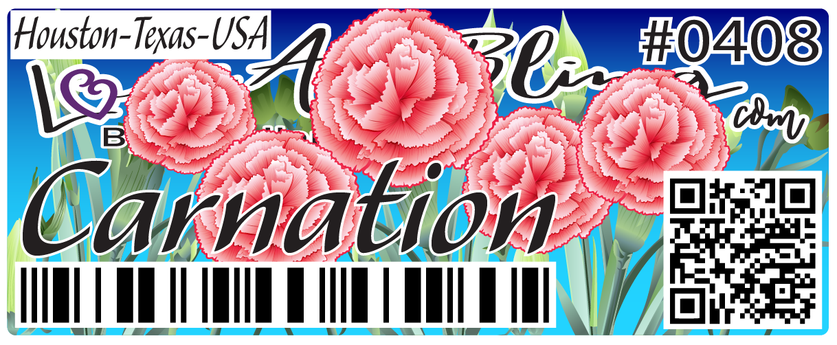 Carnation